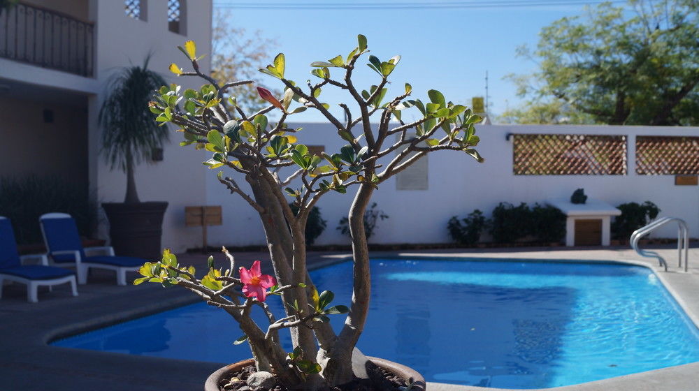Hotel Las Palomas Tepic Exterior photo